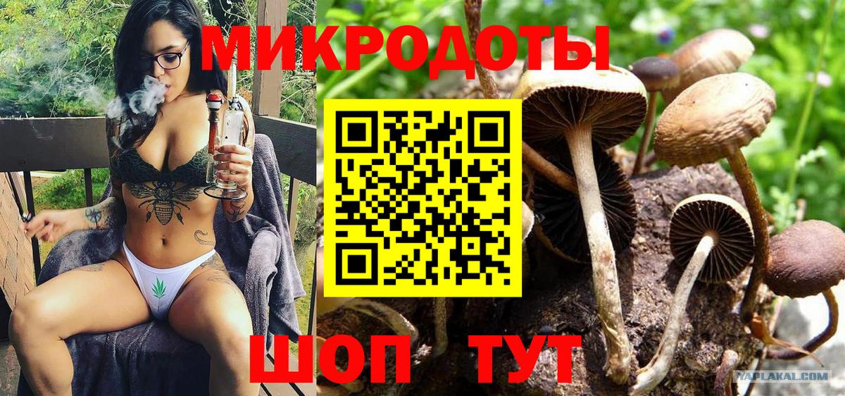 Галлюциногенные грибы Psilocybe Сокол